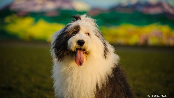 Top Herding Dog Breeds: Intelligence, Energy, and Training for Farm & Family