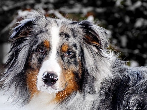 Top Herding Dog Breeds: Intelligence, Energy, and Training for Farm & Family