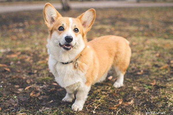Top Herding Dog Breeds: Intelligence, Energy, and Training for Farm & Family