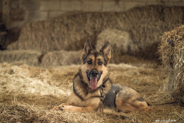 Top Herding Dog Breeds: Intelligence, Energy, and Training for Farm & Family