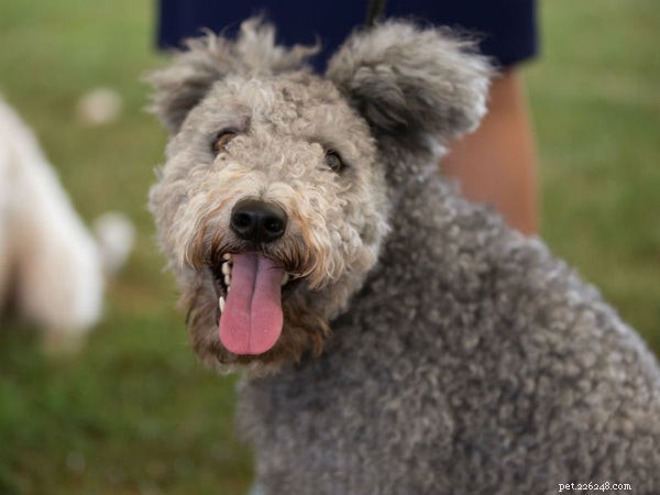 The Easiest Dog Breeds to Train: A Practical Guide