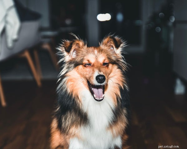 The Easiest Dog Breeds to Train: A Practical Guide