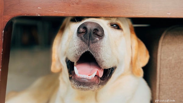 The Easiest Dog Breeds to Train: A Practical Guide