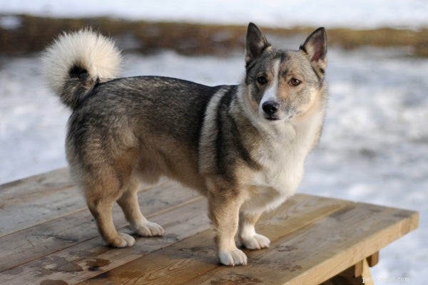 The Easiest Dog Breeds to Train: A Practical Guide