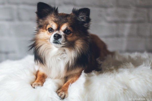 The Easiest Dog Breeds to Train: A Practical Guide