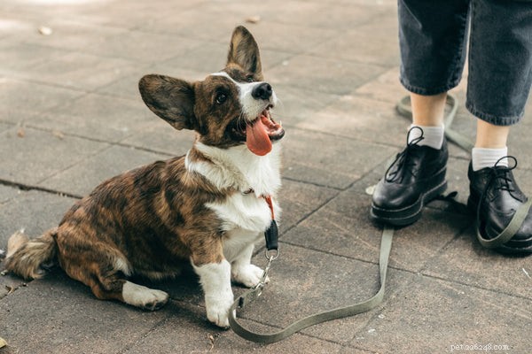 The Easiest Dog Breeds to Train: A Practical Guide
