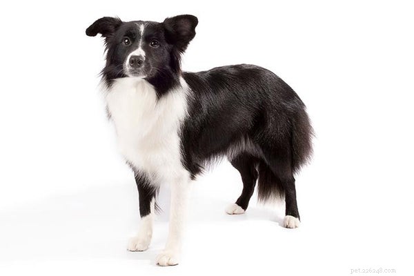 The Easiest Dog Breeds to Train: A Practical Guide