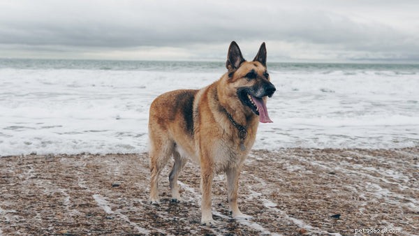 The Easiest Dog Breeds to Train: A Practical Guide