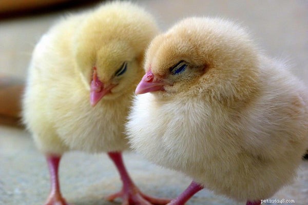 Essential Guide to Feeding Baby Chicks for Healthy Growth