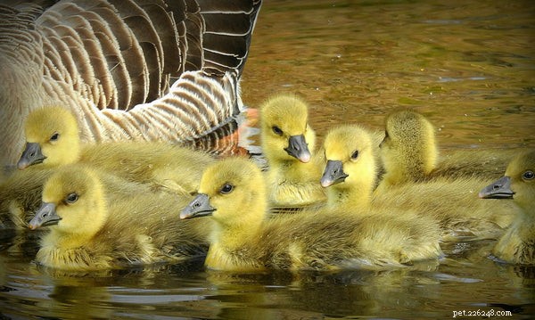 Essential Guide to Feeding Baby Chicks for Healthy Growth