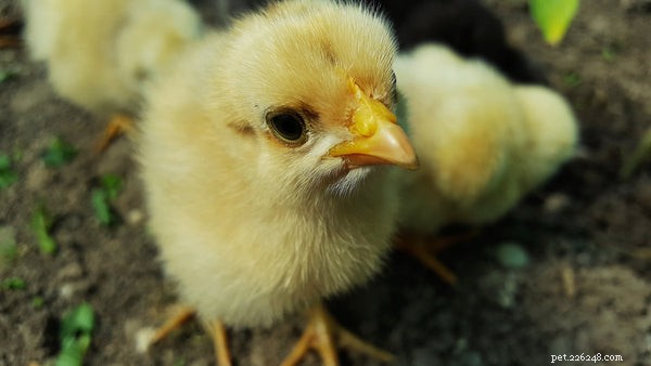 Essential Guide to Feeding Baby Chicks for Healthy Growth