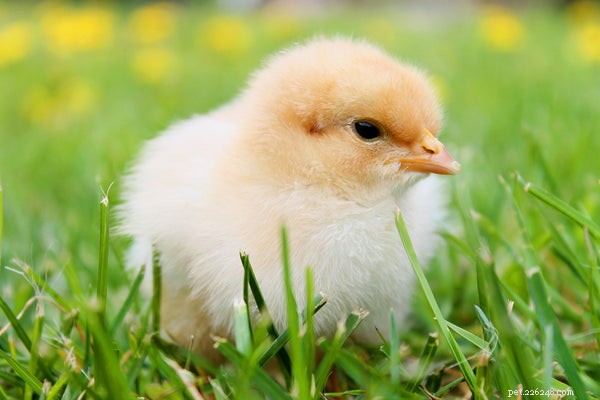 Essential Guide to Feeding Baby Chicks for Healthy Growth