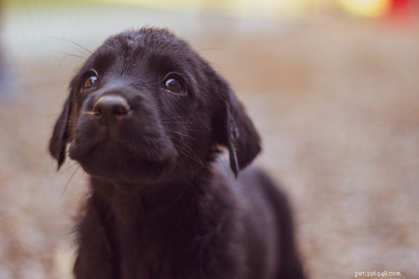 How Much Does It Cost to Spay Your Dog? Pricing Guide