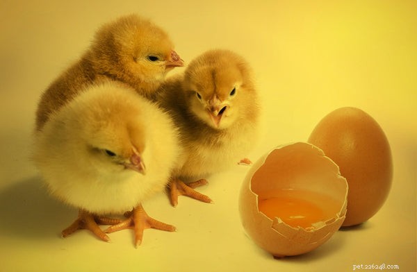 Essential Guide to Feeding Baby Chicks for Healthy Growth