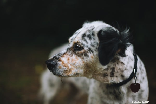 How Much Does It Cost to Spay Your Dog? Pricing Guide