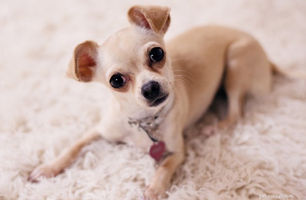 How Much Does It Cost to Spay Your Dog? Pricing Guide