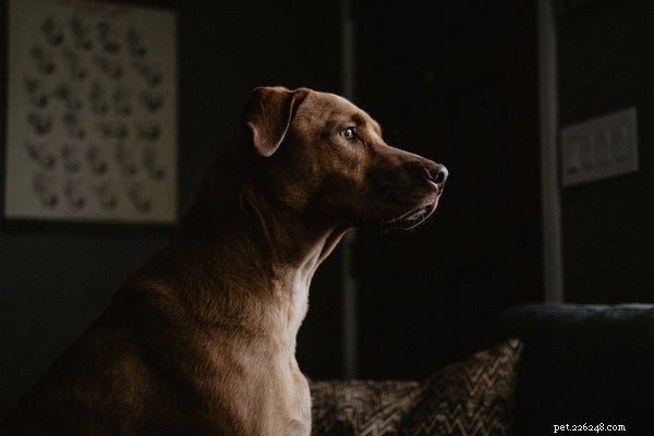 How Much Does It Cost to Spay Your Dog? Pricing Guide