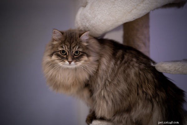 Top 5 Fluffiest Cat Breeds for a Cuddly Home
