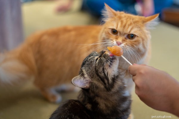 Optimal Feeding Guidelines for Your Cat: How Much and When to Feed