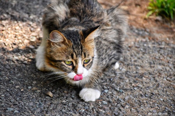 Optimal Feeding Guidelines for Your Cat: How Much and When to Feed
