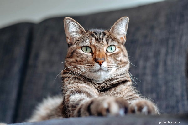 Optimal Feeding Guidelines for Your Cat: How Much and When to Feed