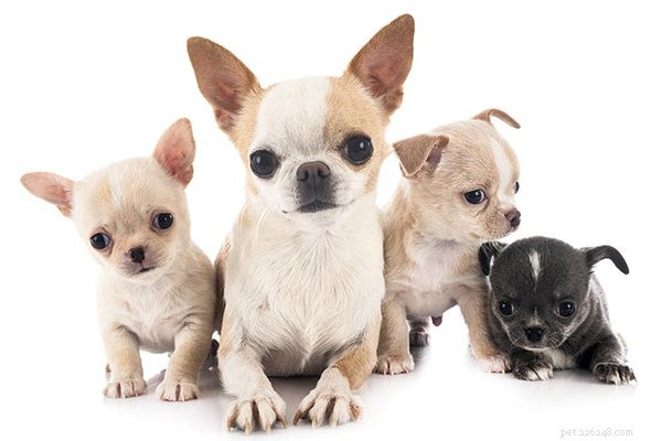 How Long Do Chihuahuas Live? Expert Insights on Chihuahua Lifespan