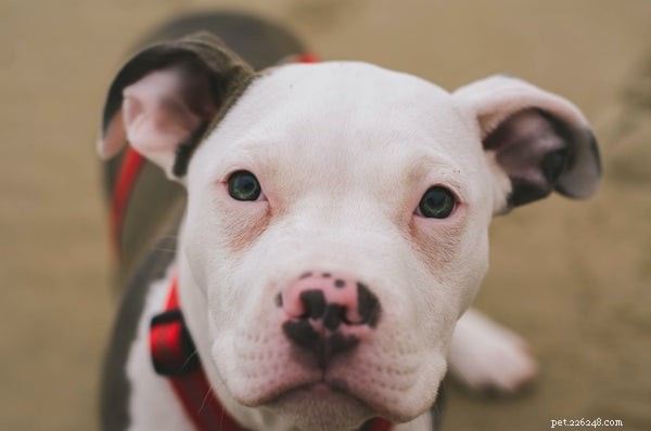 Top Dog Foods for Pitbulls: Healthy Nutrition for All Life Stages