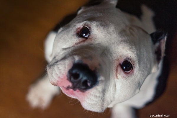 Top Dog Foods for Pitbulls: Healthy Nutrition for All Life Stages