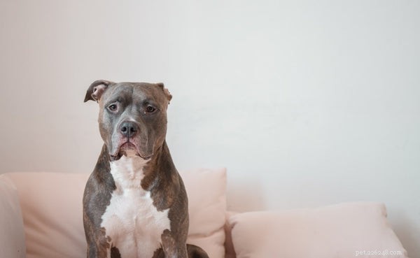 Top Dog Foods for Pitbulls: Healthy Nutrition for All Life Stages