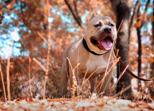 Top Dog Foods for Pitbulls: Healthy Nutrition for All Life Stages
