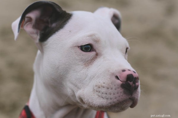 Top Dog Foods for Pitbulls: Healthy Nutrition for All Life Stages