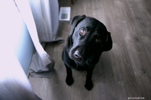 The Ultimate Guide to Choosing Dog Food for Sensitive Stomachs