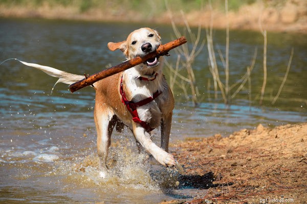 Discover the Benefits of Adopting a Rescue Dog