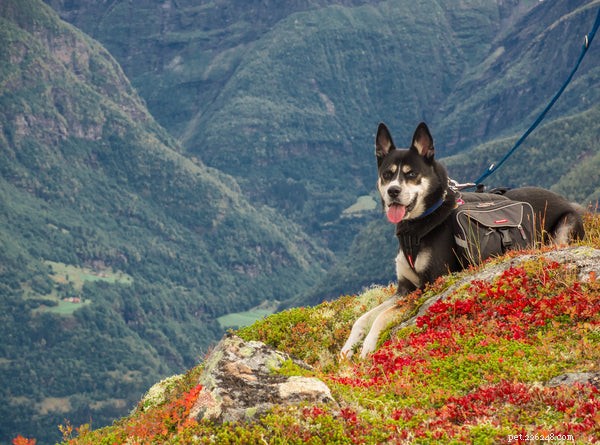 Discover the Benefits of Adopting a Rescue Dog