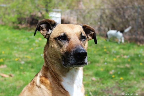 Discover the Benefits of Adopting a Rescue Dog
