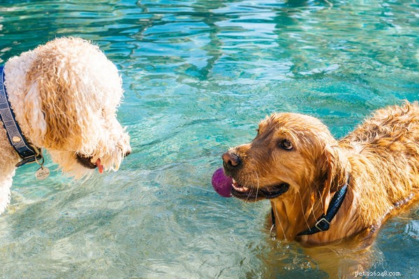 Teaching Your Dog to Swim: A Trusted Guide to Water Confidence