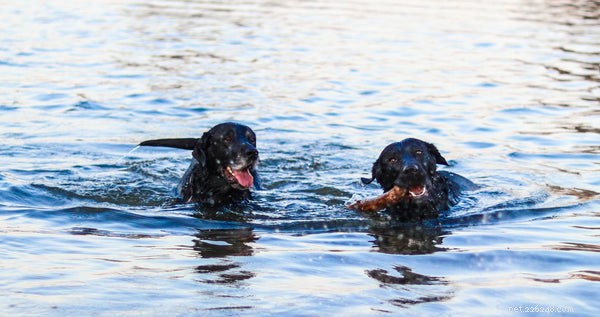 Teaching Your Dog to Swim: A Trusted Guide to Water Confidence