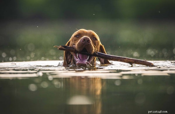 Teaching Your Dog to Swim: A Trusted Guide to Water Confidence