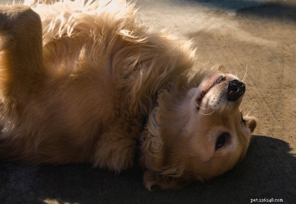 Teach Your Dog to Roll Over: A Proven Step‑by‑Step Guide