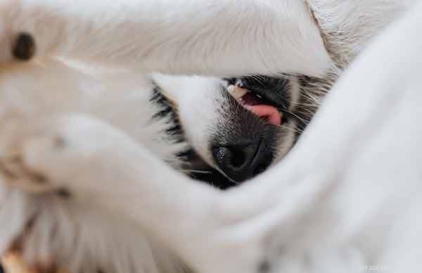 Teach Your Dog to Roll Over: A Proven Step‑by‑Step Guide