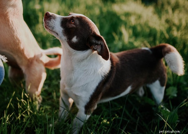 Teach Your Dog to Roll Over: A Proven Step‑by‑Step Guide