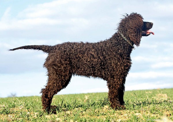 Top 7 Large Hypoallergenic Dogs for Allergy‑Friendly Families