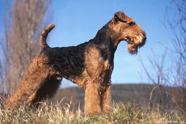 Top 7 Large Hypoallergenic Dogs for Allergy‑Friendly Families