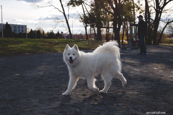 Top 7 Large Hypoallergenic Dogs for Allergy‑Friendly Families