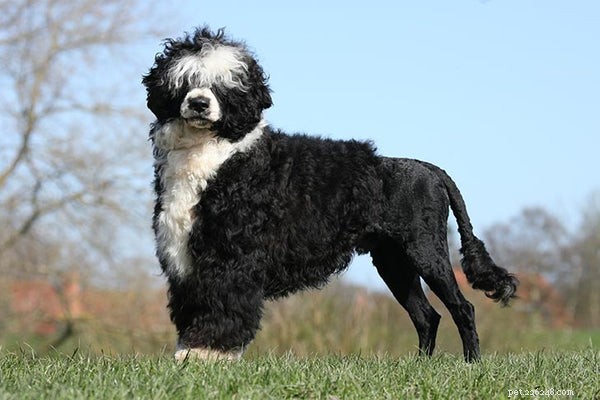 Top 7 Large Hypoallergenic Dogs for Allergy‑Friendly Families