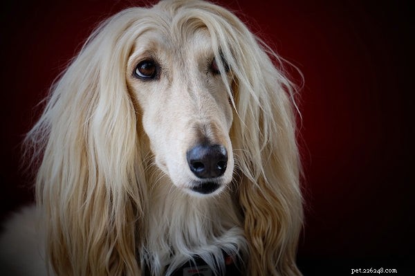 Top 7 Large Hypoallergenic Dogs for Allergy‑Friendly Families