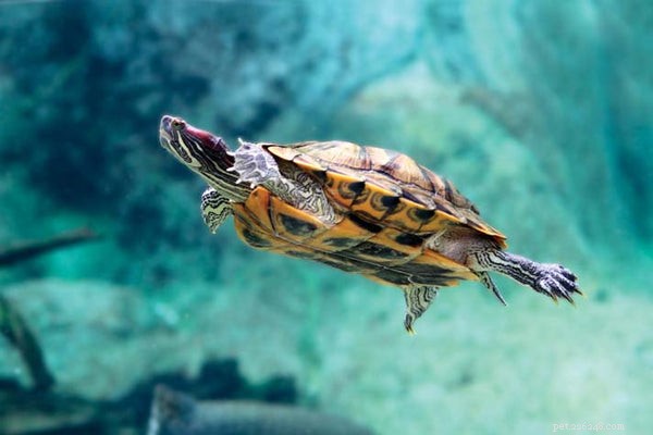 Top 10 Low-Maintenance Pet Turtles for Families