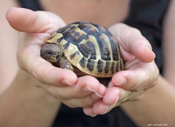 Top 10 Low-Maintenance Pet Turtles for Families