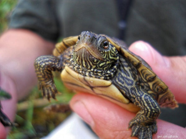 Top 10 Low-Maintenance Pet Turtles for Families