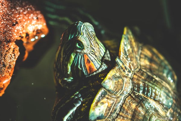 Top 10 Low-Maintenance Pet Turtles for Families